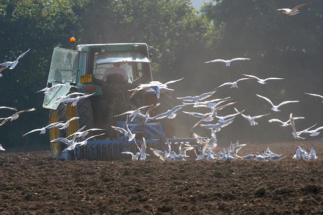 188 Plestin land bewerken.jpg